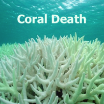 Coral Death
